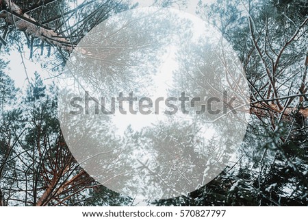 View of the branches of pine trees in the winter forest up at the sky. White transparent circle for the text.