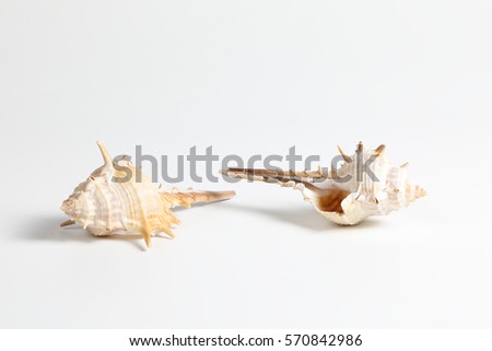 Sea Shell colourful shape variety marine 
