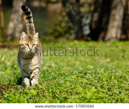 The cat runs on a lawn having lifted a tail. Royalty-Free Stock Photo #57085060