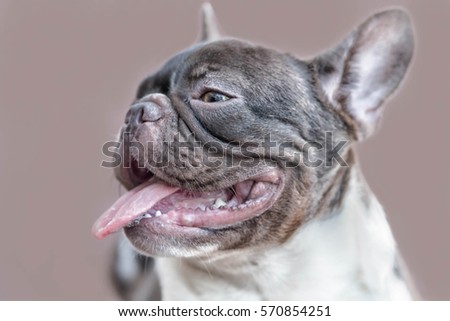 close up of funny pedigree French bulldog puppy chocolate and white color select focus with brown background 

