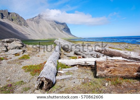 Siberian driftwood in Iceland