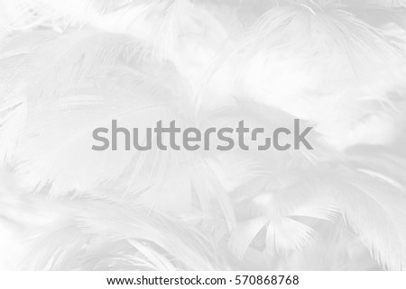  white feather texture background
