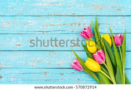 Bunch of tulips, fresh springtime flowers on blue wooden planks background with copy space.