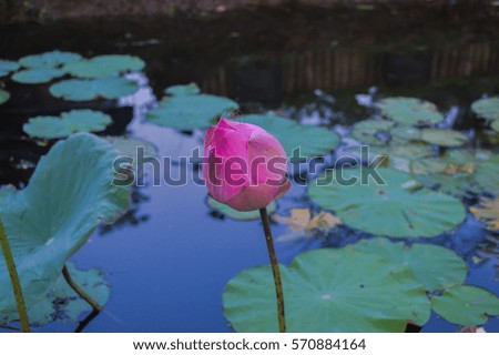 Pink lotus pond in a park in the middle of nature.