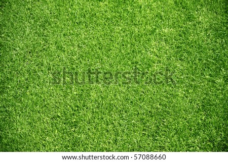 green plant background, young grass Royalty-Free Stock Photo #57088660