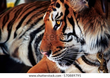 Thailand - Tiger