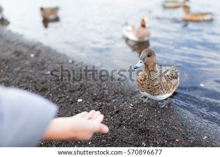 Feeding duck at lakeside
