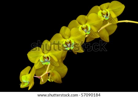 orchid, yellow color effect