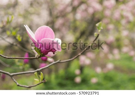 Magnolia flower on a background of magnolia garden.