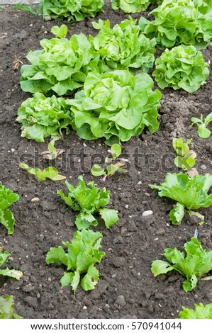 Lettuce plants on a vegetable garden ground.  vitamins healthy biological homegrown spring organic - stock image