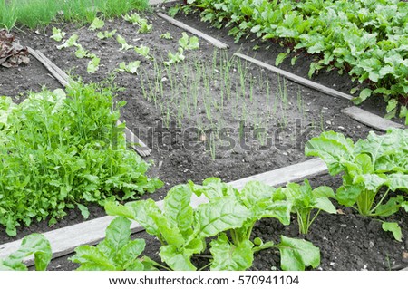 Fresh spinach and rocket plants and other vegetables on a vegetable garden ground.  vitamins healthy biological homegrown spring organic - stock image