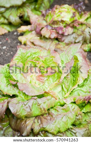 Red lettuce plants on a vegetable garden ground.  vitamins healthy biological homegrown spring organic - stock image