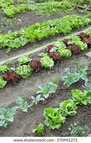 Green and red lettuce, kohlrabi and spinach plants on a vegetable garden ground.  vitamins healthy biological homegrown spring organic - stock image