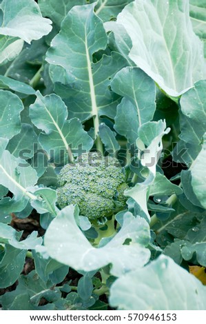 Close up of a broccoli plant on a vegetable garden ground.  vitamins healthy biological homegrown spring organic - stock image