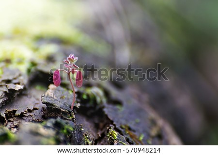 Plant shoot. Little Plant growing out of a tree trunk.