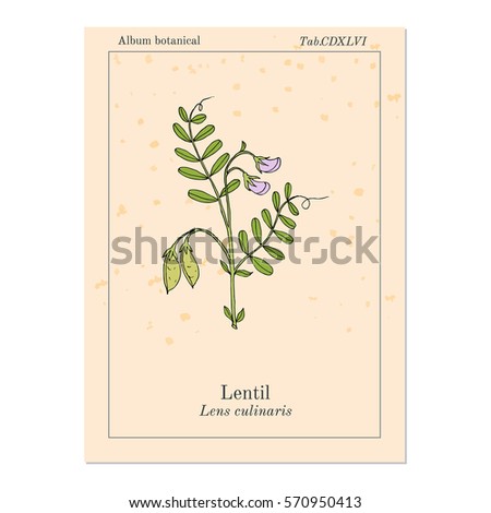 Lentil (Lens culinaris). Hand drawn botanical vector illustration Royalty-Free Stock Photo #570950413
