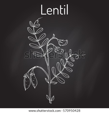 Lentil (Lens culinaris). Hand drawn botanical vector illustration Royalty-Free Stock Photo #570950428