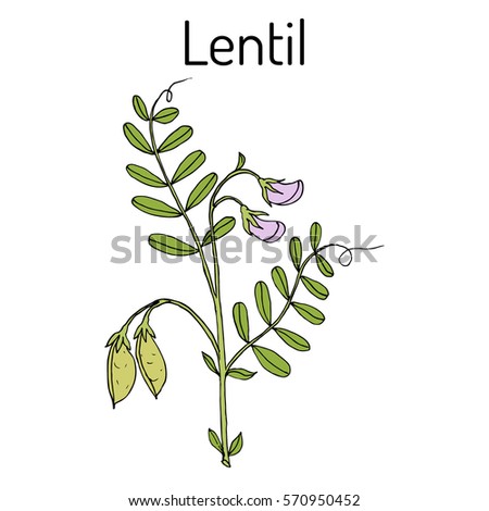 Lentil (Lens culinaris). Hand drawn botanical vector illustration Royalty-Free Stock Photo #570950452