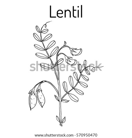 Lentil (Lens culinaris). Hand drawn botanical vector illustration Royalty-Free Stock Photo #570950470