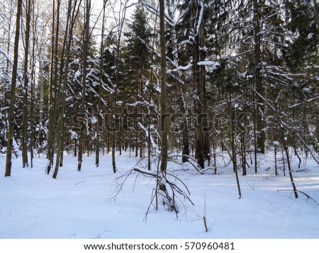 Winter in Europe. Tree branches under the snow. Birch and pine woods under the cloudy sky in February