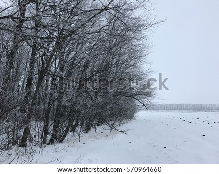Winter's Tale, the road through the snow covered trees, cold beauty, iny. Winter holidays. White and clear snow. Winter wood. Wood background