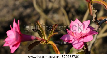 flower pink in garden