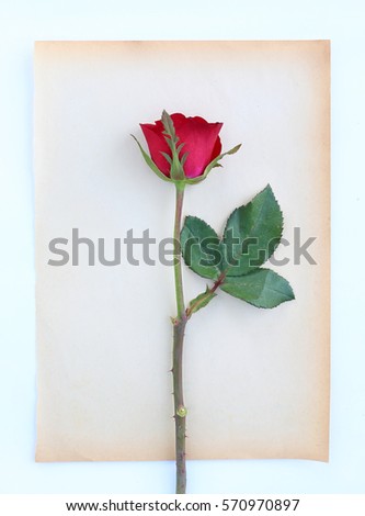 Red rose flower on old brown paper against white background.