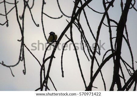 silhouette of tit is sitting on a tree branch