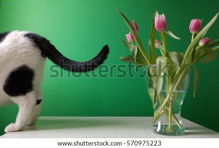 cat and bouquet of pink tulips on white table in front of green background