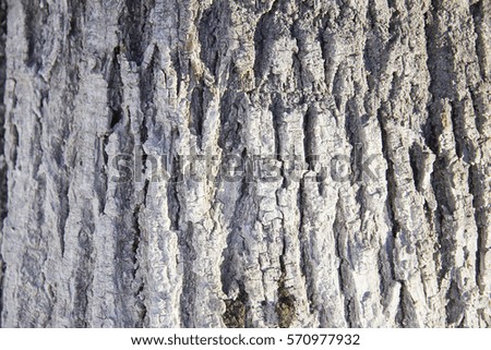 Texture of tree bark brown bumps and cracks in sunlight close-up