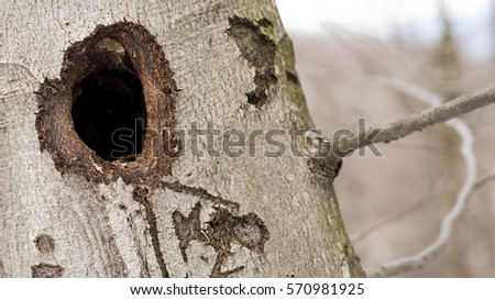 Bird nest hole on the tree bark