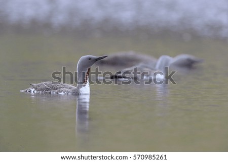 red-throated loon (North America) or red-throated diver (Britain and Ireland)  Iceland