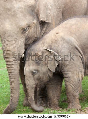An Asian Elephant pictured with her calf