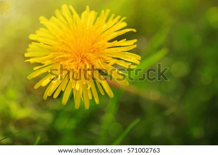 Macro shot of dandelion flower.