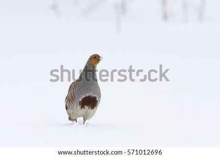 Partridge Perdix perdix adult male in winter plumage on snow

