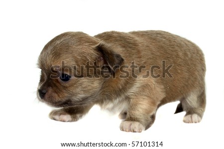 chihuahua puppy on the white