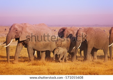 Close-up picture of elephant family in Kenya