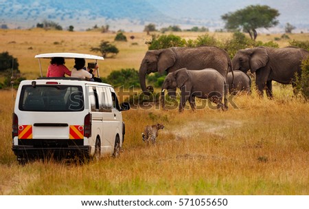 Tourists on game drive taking picture of elephants Royalty-Free Stock Photo #571055650