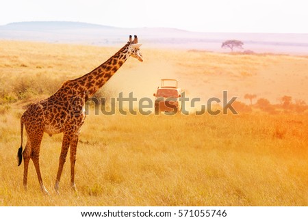Picture of beautiful giraffe at sunset, Africa