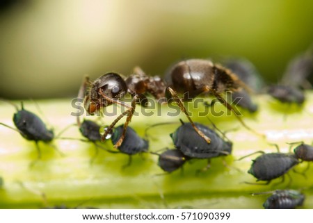 Macro image of a red ant feeding on honey droplets extracted from aphids