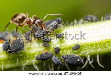 Macro image of a red ant feeding on honey droplets extracted from aphids