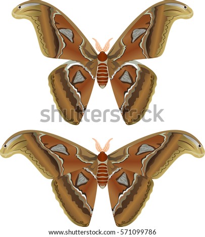 Beautiful big butterfly, Giant Atlas Moth, Attacus atlas - vector illustration