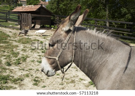 Donkey on a little farm