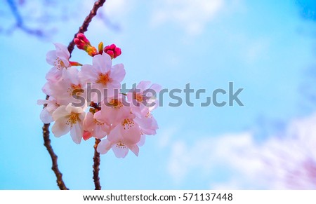 Sakura flowers.Cherry blossom on beautiful blue sky. Selective focus.