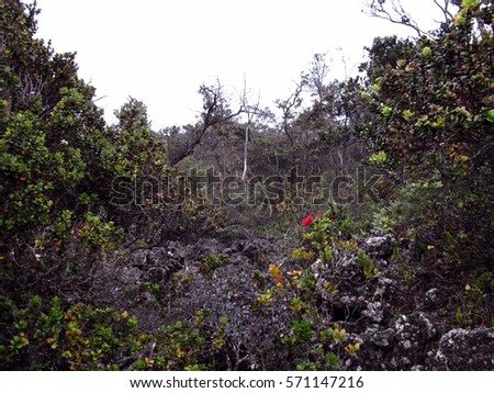 Ohia lehua grows amid an old lava flow.
