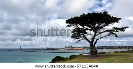 Big tree in the Vested Land Park. Portland beach, Lee breakwater and harbour in the background on a cloudy day. 
