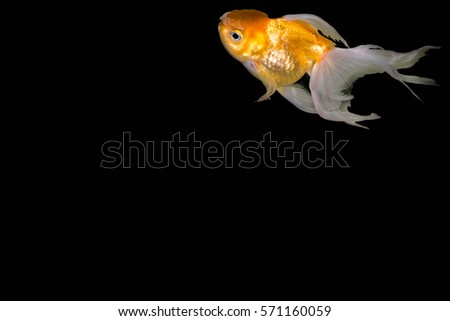 Goldfish,Carassius auratus auratus - gold fish - aquarium fish on black background