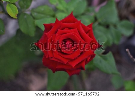 The closeup of red rose with leaf background