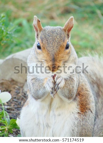 Pesky Squirrel 2