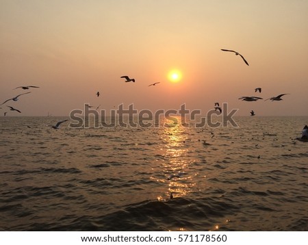 sunset flying bird